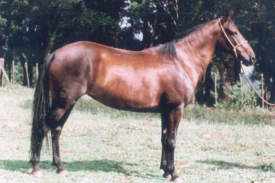 Pelagens de Equinos - Cavalo Campeiro